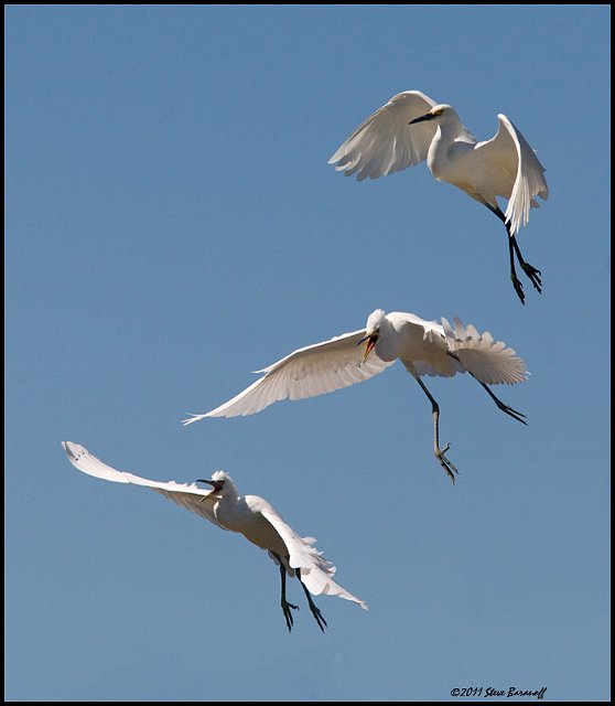 _1SB5535 snowy egrets.jpg